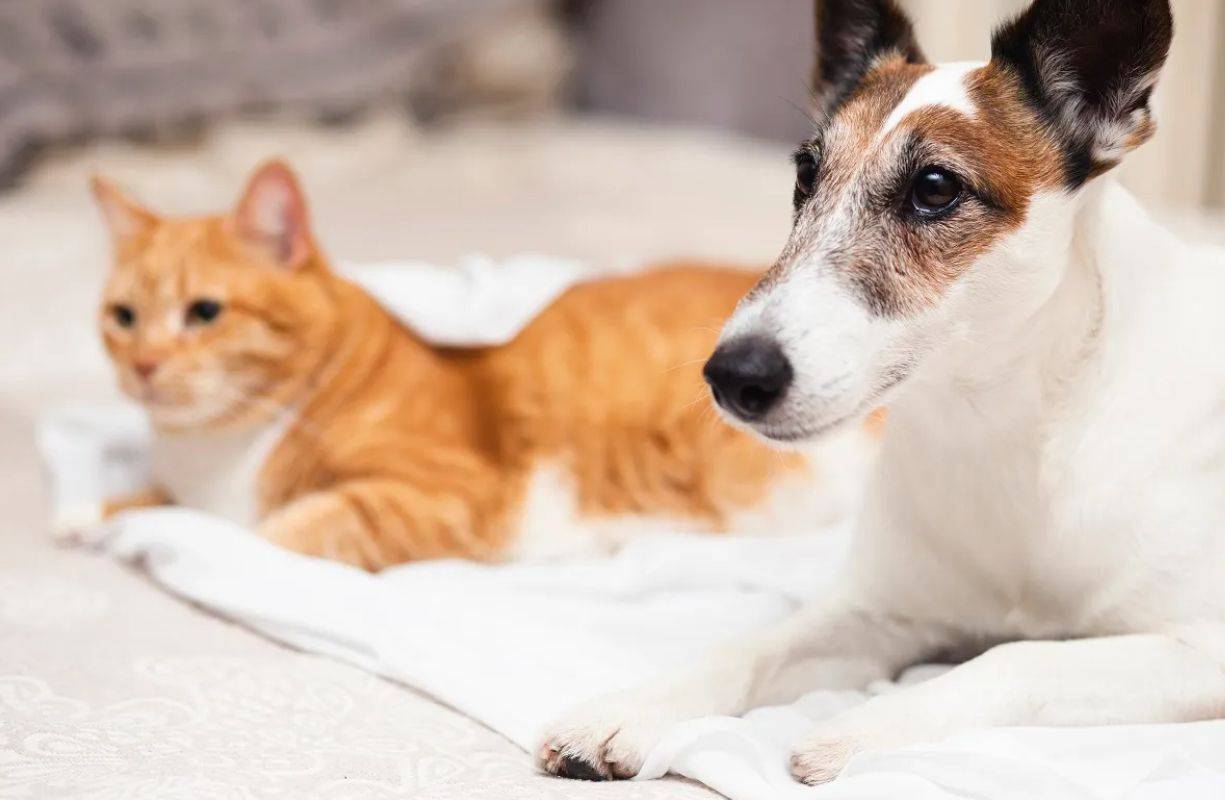 Cani e gatti: rimedi contro zecche e pulci